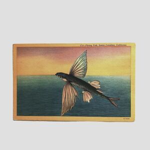 Fly Fishing Santa Catalina CA Postcard Unposted Western Publishing 4A-H449